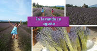 lavanda in agosto 200s