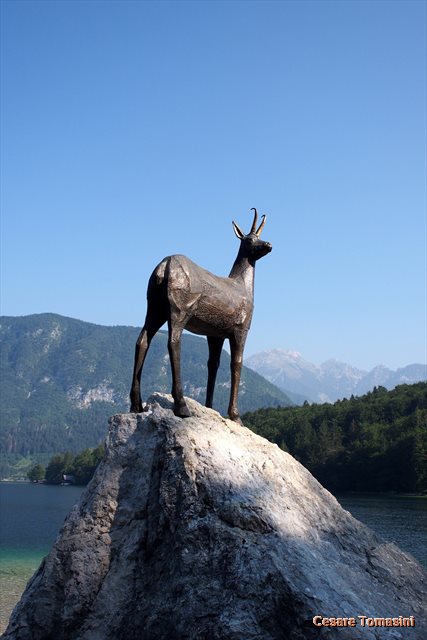 2015 Lago Bohinj