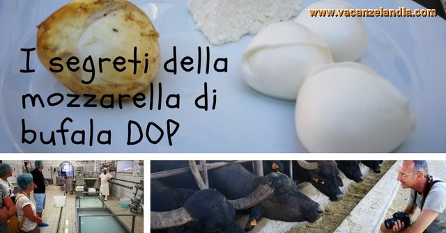 mozzarella bufala campana dop caseificio ok