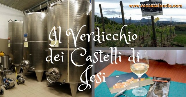 verdicchio castelli jesi