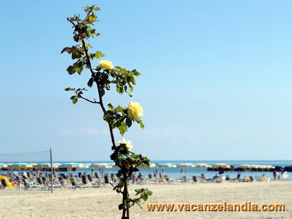 10   Abruzzo   Roseto degli Abruzzi   il lungomare   le rose