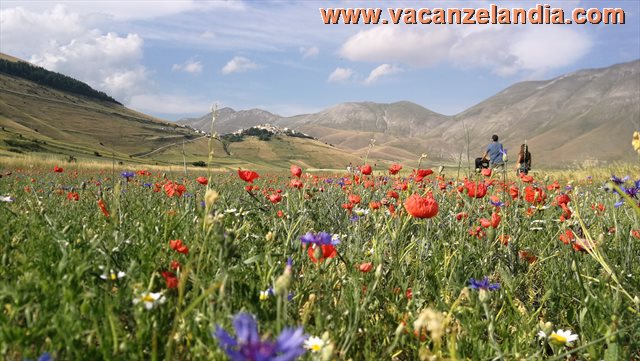 fioritura castelluccio copertina 2