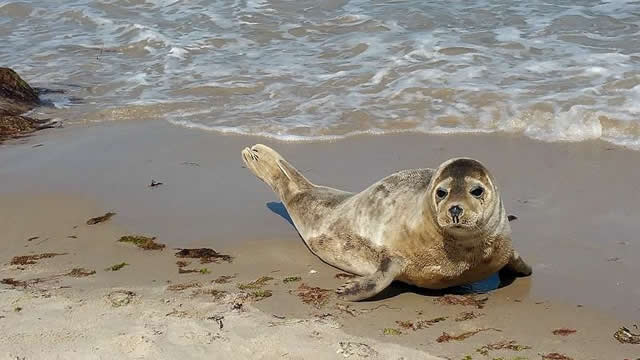 foca spiaggia Danimarca