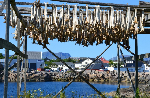 Henningsvaer pesce essiccare