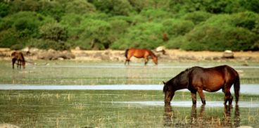 Giara Cavallino di Tuili