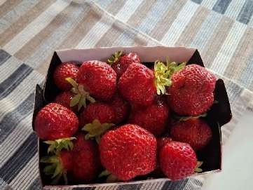 fragole