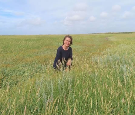 La vegetazione di Texel nella zona delle dune