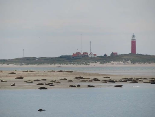 Le foche e sullo sfondo il faro