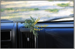 francia route du mimosa fiore
