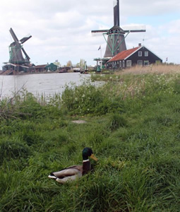 olanda Zaanse Schans mulini