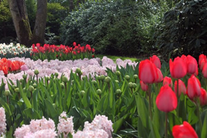 olanda parco di Keukenhof fiori 2