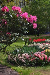 olanda parco di Keukenhof fiori 4