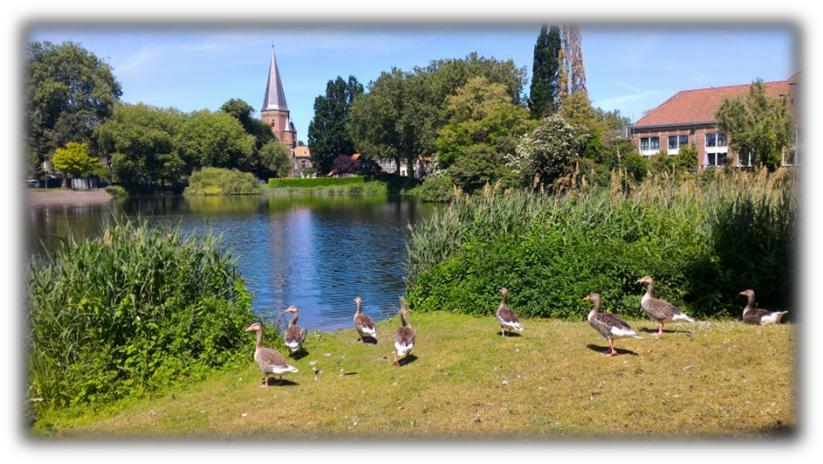 olanda zutphen sosta papere