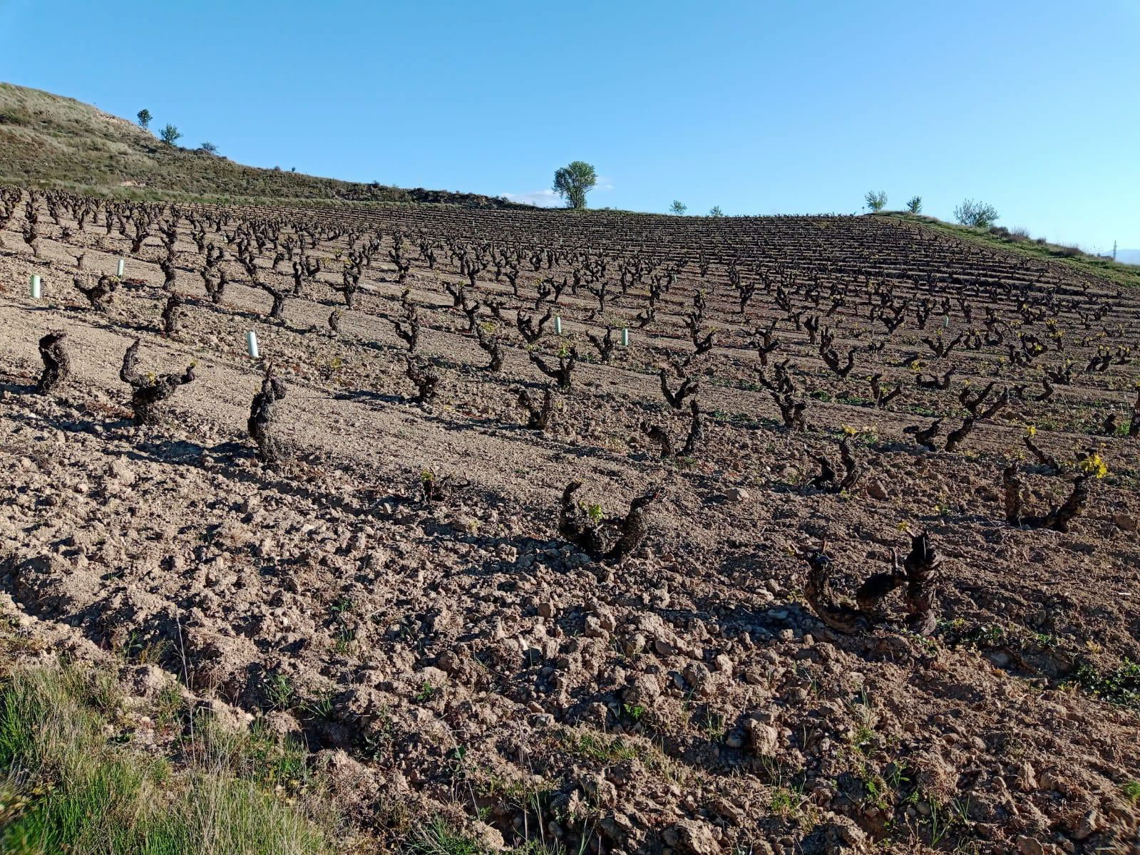 elciego vigneti