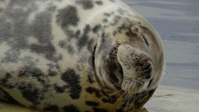 Friedrichskoog foca