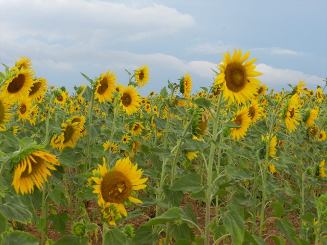 VALENSOLE1