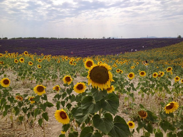 VALENSOLE2