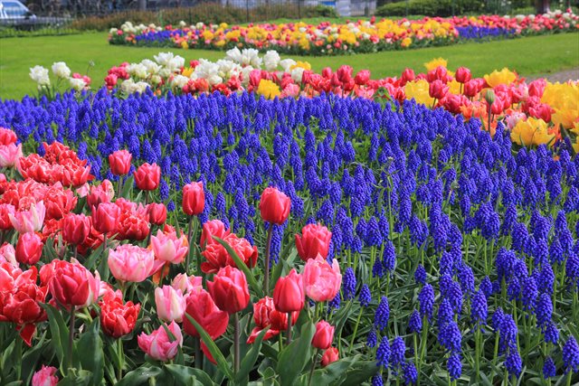 amsterdam aiuola tulipani