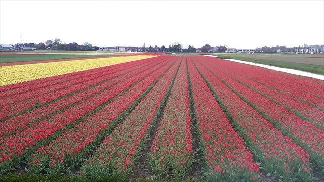 olanda campi fiori