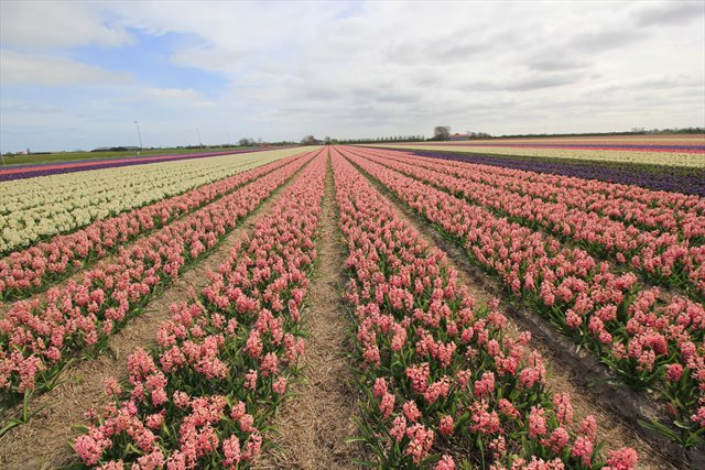 olanda coltivazioni fiori