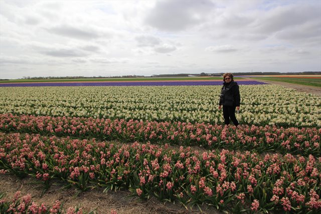 olanda coltivazioni fiori 1