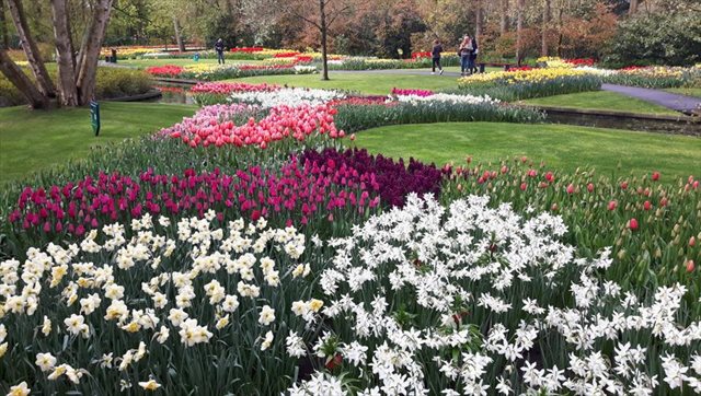 parco Keukenhof aiuole fiorite 1