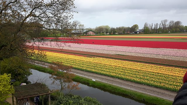 parco Keukenhof panoramica