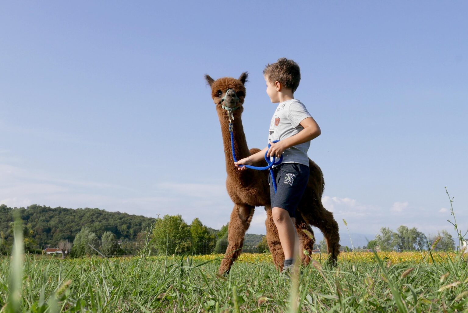 alpaca bambini