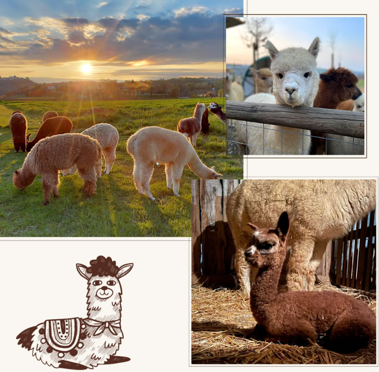 alpaca collage