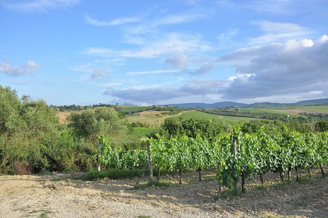 vigneti del Chianti