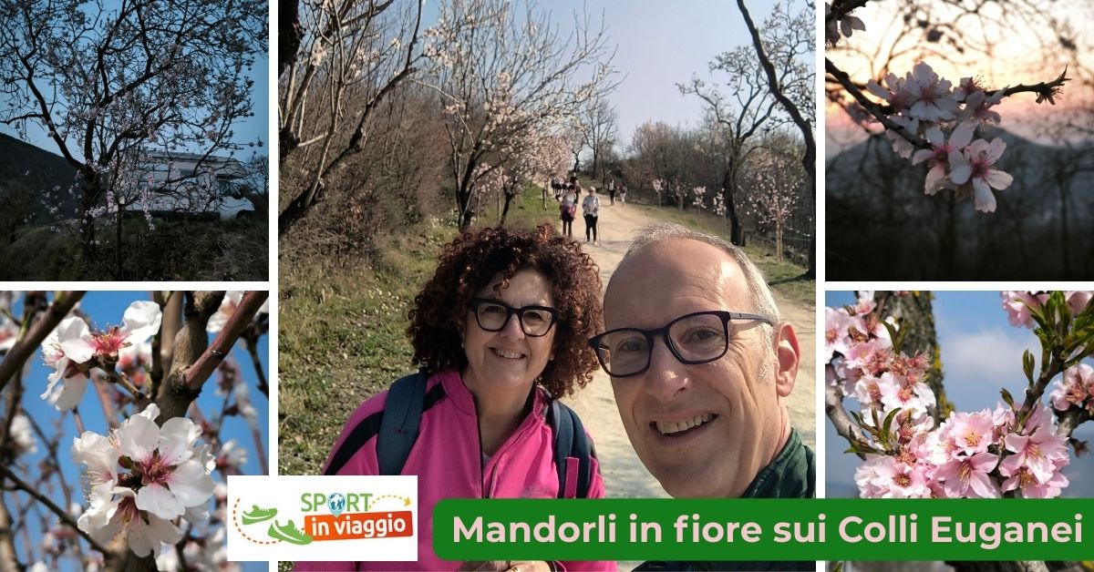 colli euganei mandorli fiore