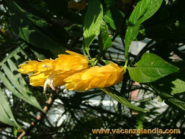 15   liguria   genova   biosfera   fiori