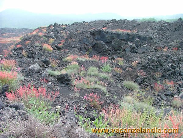 027   sicilia   parco regionale etna   fioritura su terreno lavico