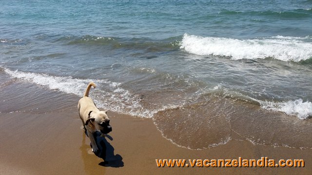 Vacanzelandia Vacanzelandia